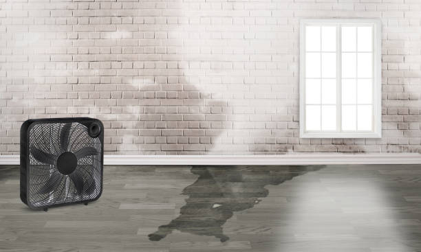 Best Water damage cleanup near me  in Woodward, IA